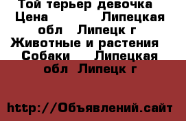 Той терьер девочка › Цена ­ 4 000 - Липецкая обл., Липецк г. Животные и растения » Собаки   . Липецкая обл.,Липецк г.